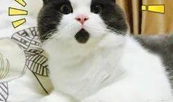 狍子先生爆料视频大全最新,揭秘娱乐圈不为人知的幕后故事